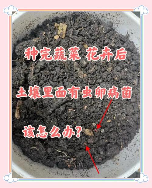 生石灰粉:病害防治神器!